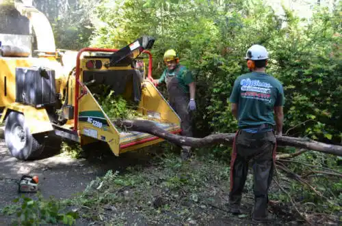 tree services North High Shoals